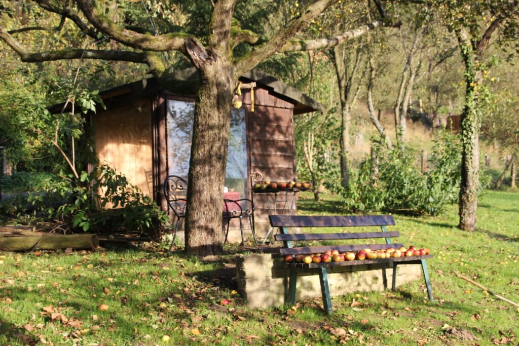 Der Herbst war da und hat eine reiche Apfelernte gebracht.